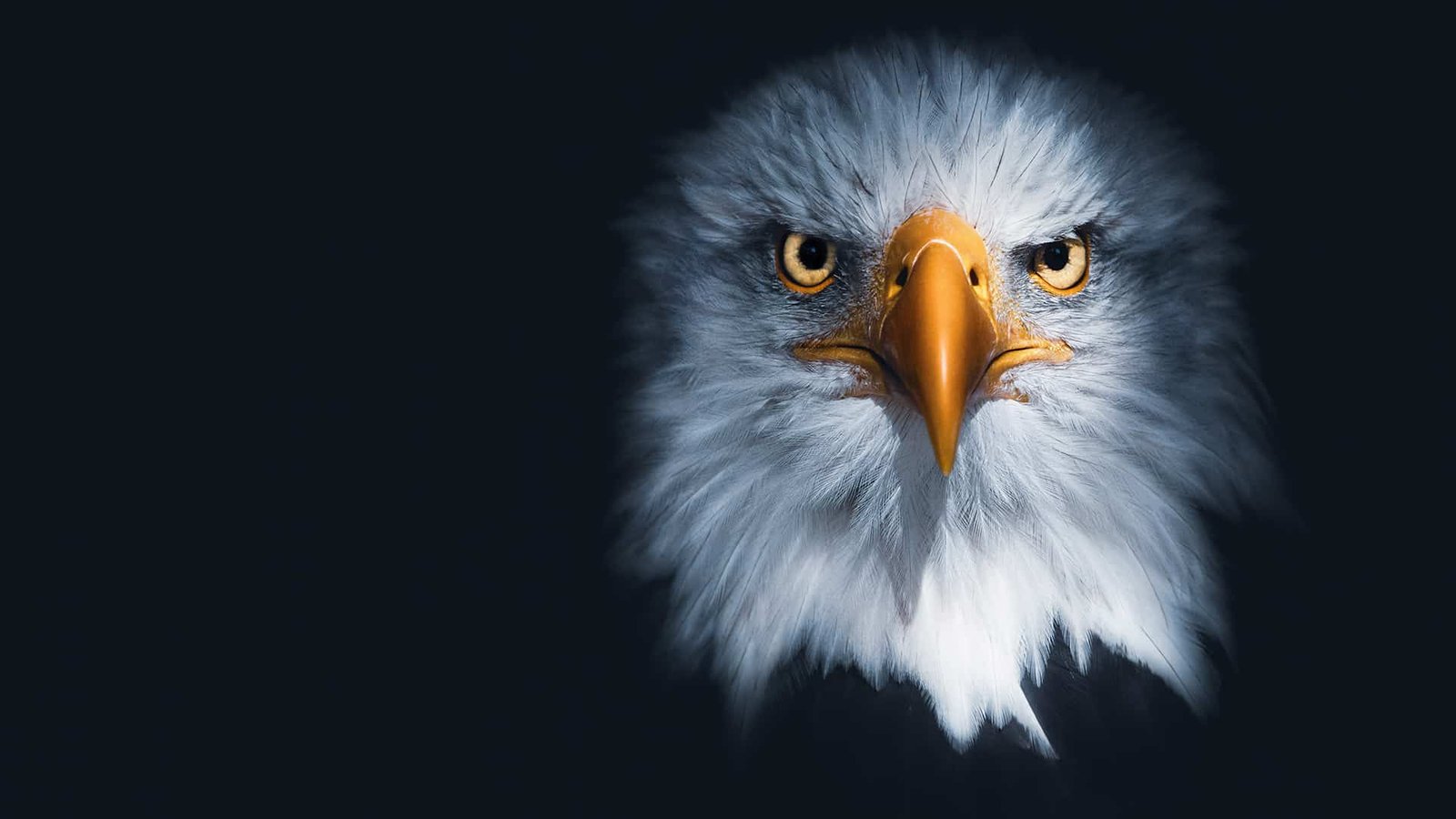 Cypurge-Adler als Symbol für Wachsamkeit